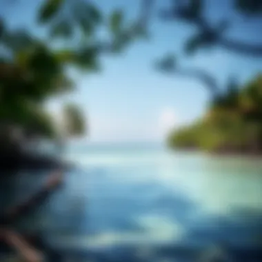 Magnificent Exploring the Characteristics and Importance of Mangrove Beaches Magnificent Exploring the Characteristics and Importance of Mangrove Beaches