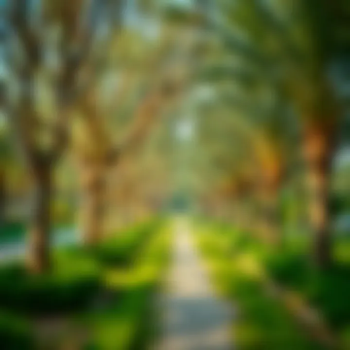 Nature's Embrace: A Pathway to Peace Pathway lined with trees in a Dubai park