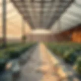 Exploring the Dynamics of Desert Organic Farming in Al Khawaneej Introduction