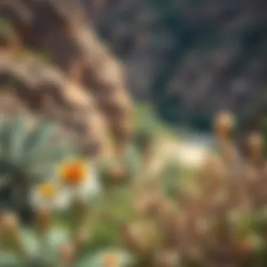 Flora and Fauna of Wadi Hatta Lush biodiversity in the Hatta region