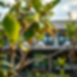 Understanding Mangroves: Their Role and Importance Introduction